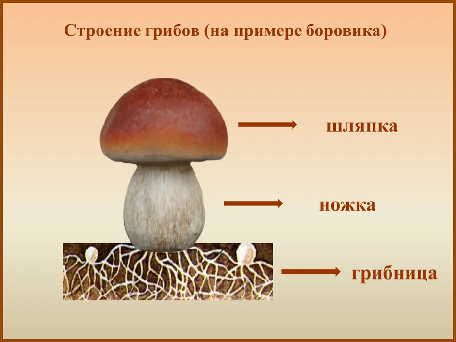 Какой цифрой на рисунке гриба обозначено плодовое тело