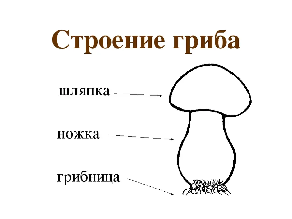 Рассмотрите рисунок подпишите названия частей гриба обозначенные цифрами