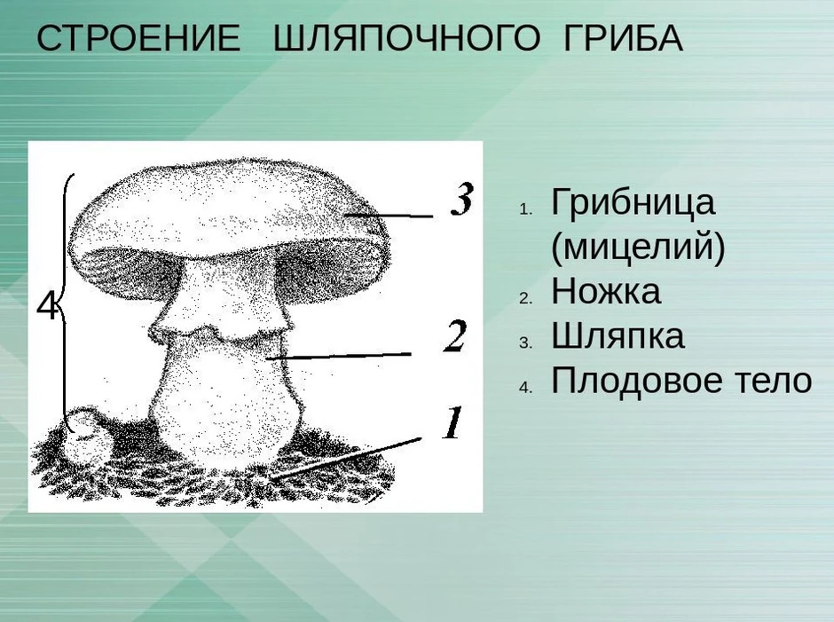 Строение гриба нарисовать