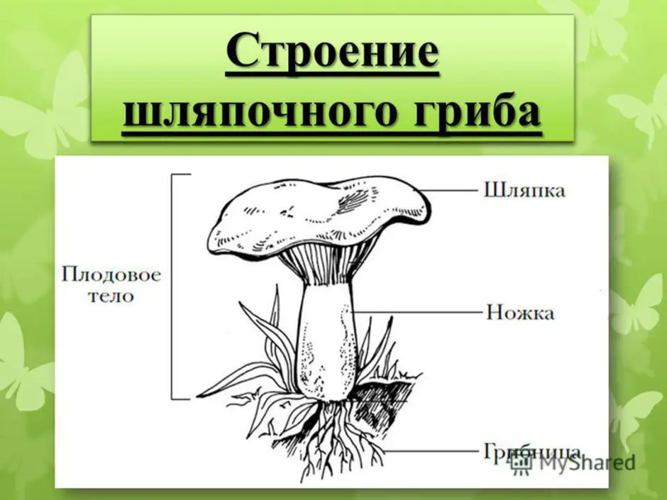 Главной частью шляпочного гриба является. Гриб строение шляпочного гриба. Схема шляпочного гриба. Строение шляпочного гриба. Строение шляпочного гриба рисунок.