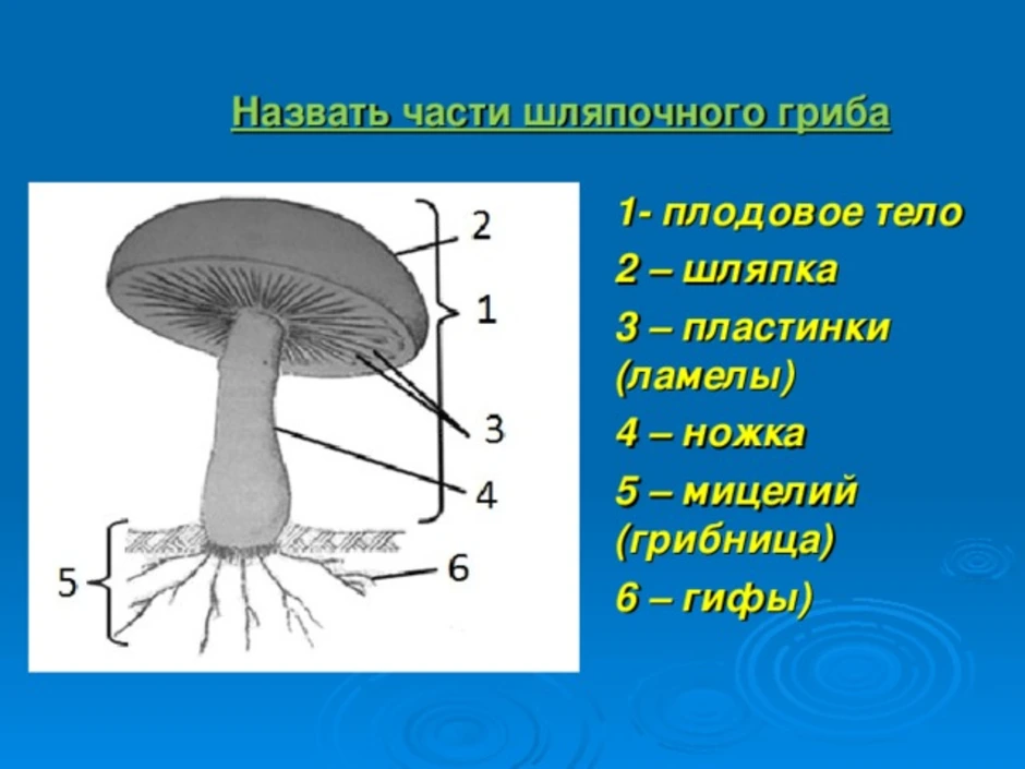 Каковы особенности строения тела гриба. Грибы строение шляпочных грибов. Мицелий шляпочного гриба. Строение шляпочного гриба строение.