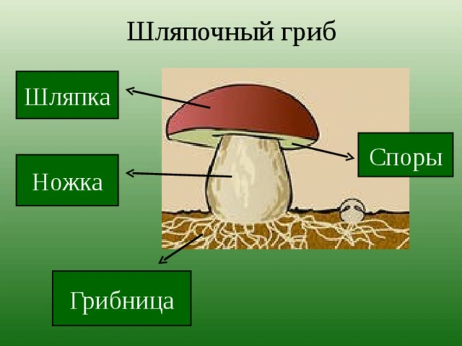 Рассмотрите рисунок подпишите названия частей гриба обозначенные цифрами