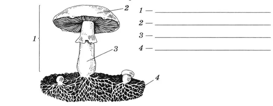 Части гриба рисунок. Строение гриба мицелий. Мицелий гриба схема. Строение грибницы мицелия. Строение мицелия грибов.
