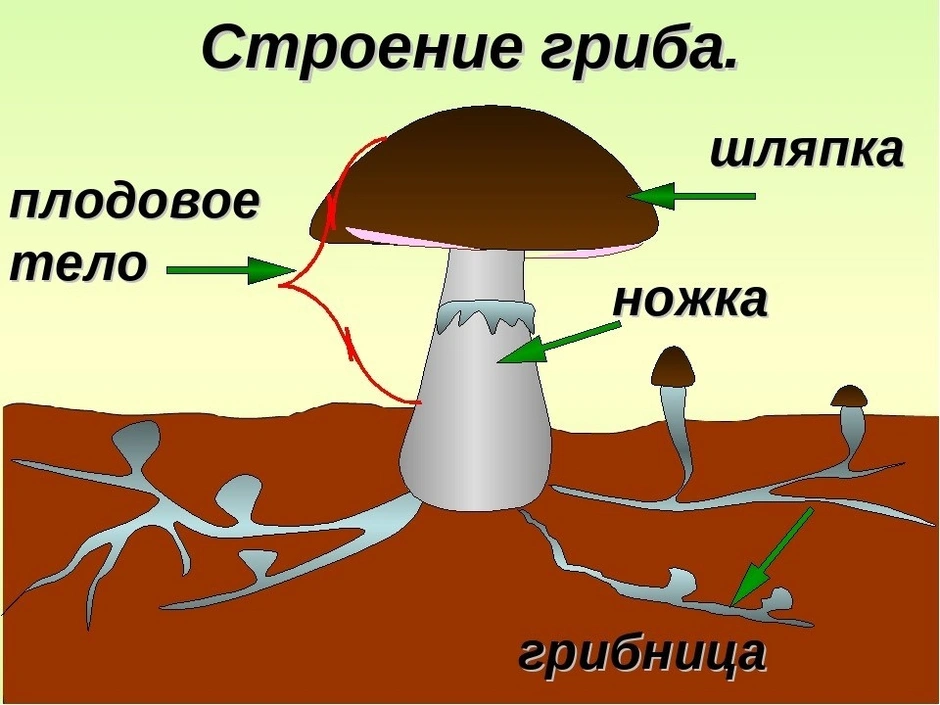 Подпишите на рисунке основные части гриба