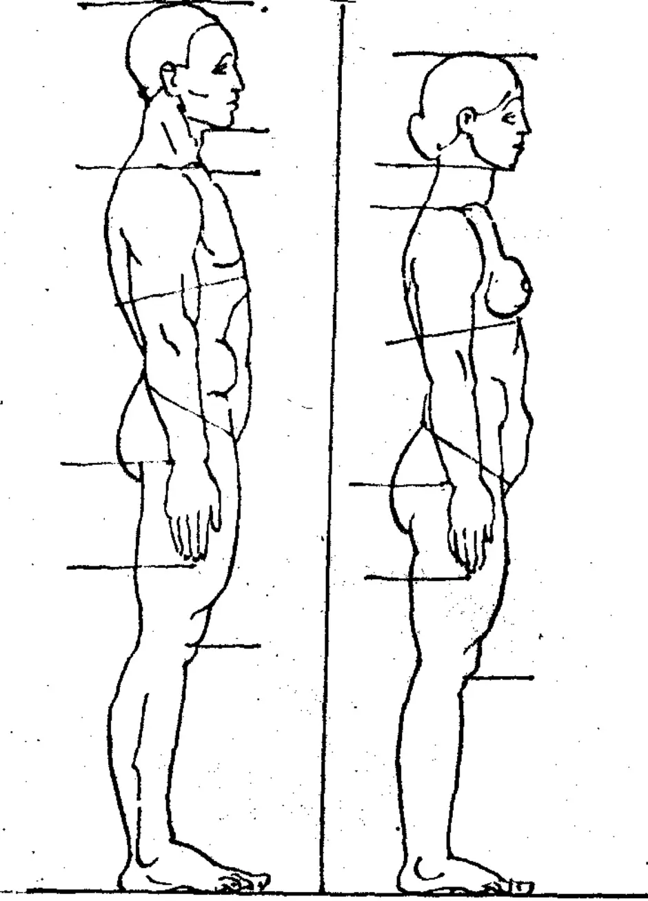 Бок туловища. Человек вид сбоку. Пропорции человека сбоку. Пропорции тела человека в анфас и профиль. Рисунок человека сбоку в полный рост.
