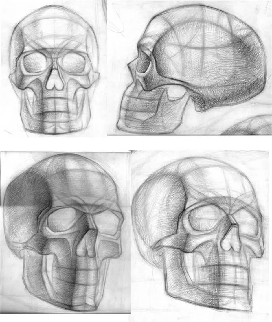 Череп в разных ракурсах академический рисунок