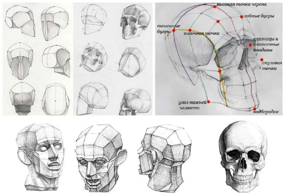 Анатомия как рисовать череп
