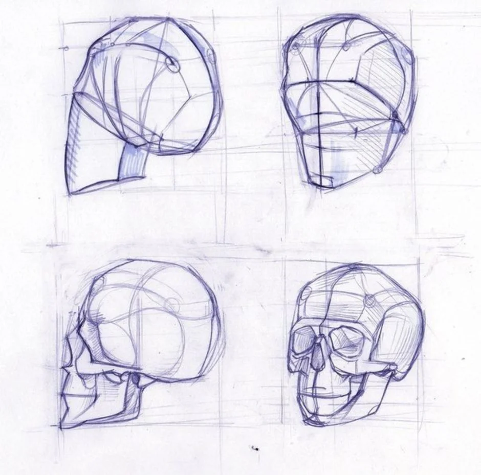 Как строить череп академический рисунок