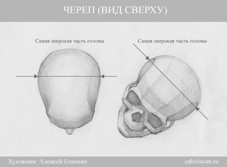 Вид головы сверху рисунок