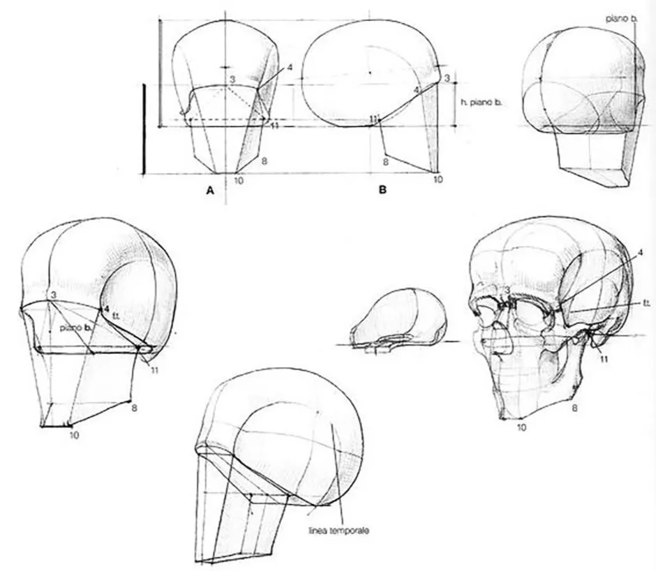 Рисунок черепа в профиль построение