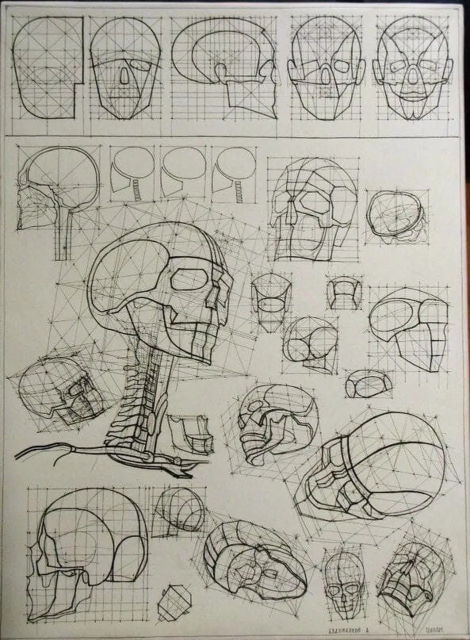 Рисунок черепа в профиль построение