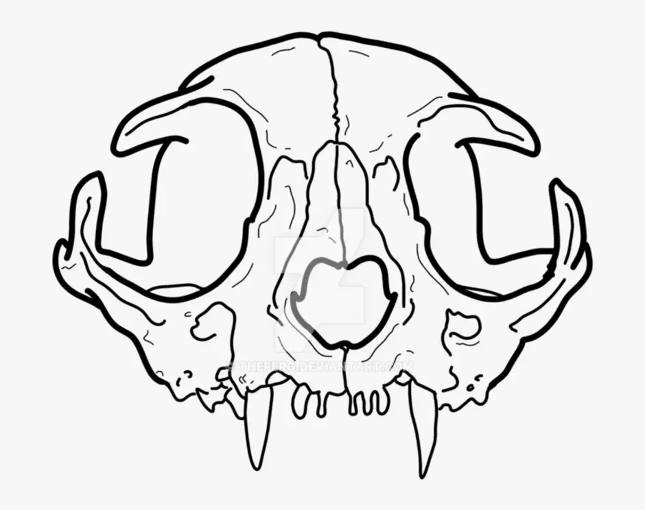 Череп кошки рисунок
