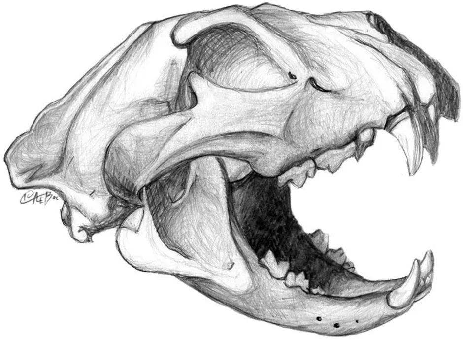 Череп животного рисунок. Черепа животных карандашом. Черепа животных для срисовки. Череп кота профиль. Череп кошки для рисования.