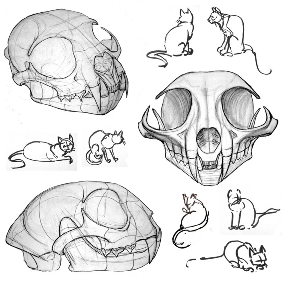 Скелет кошки нарисовать