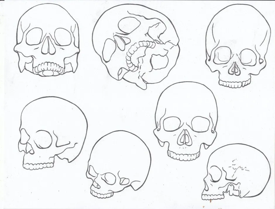 Череп человека рисунок карандашом простой
