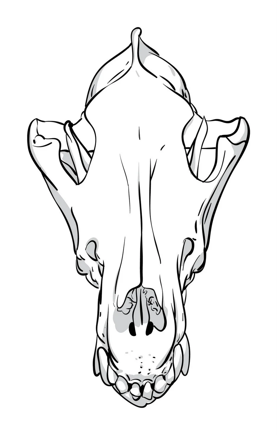 Картинки для срисовки череп собаки