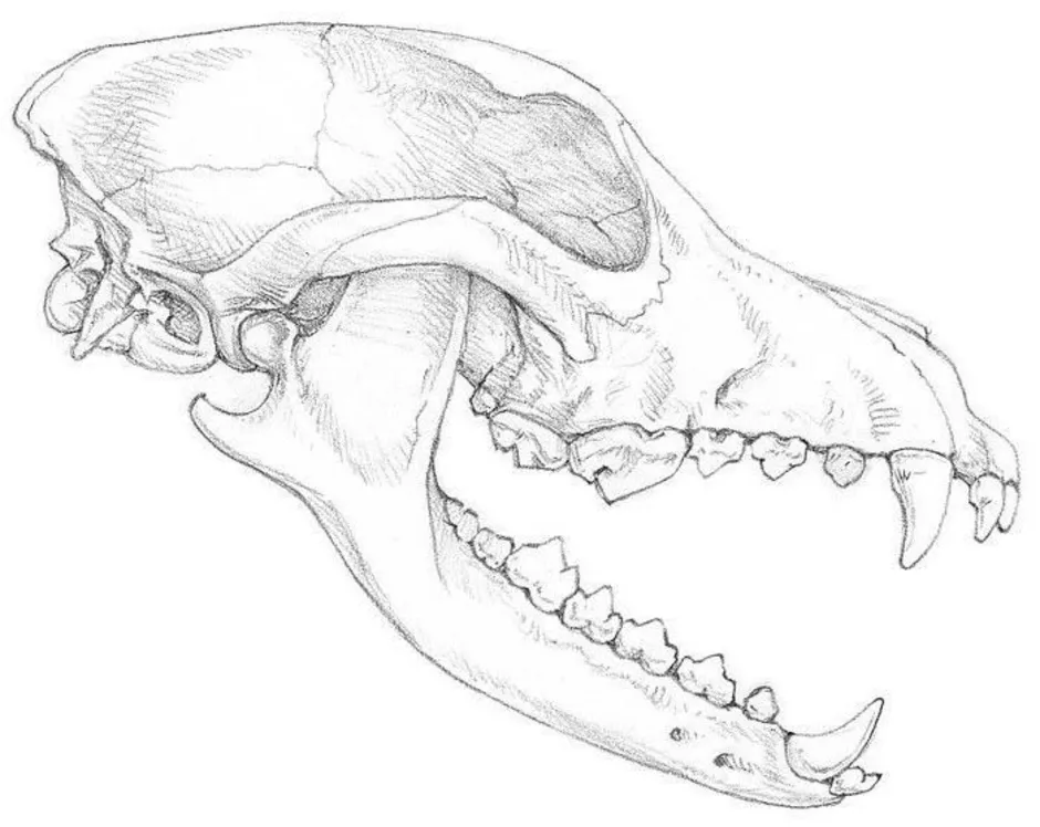 Как нарисовать череп волка