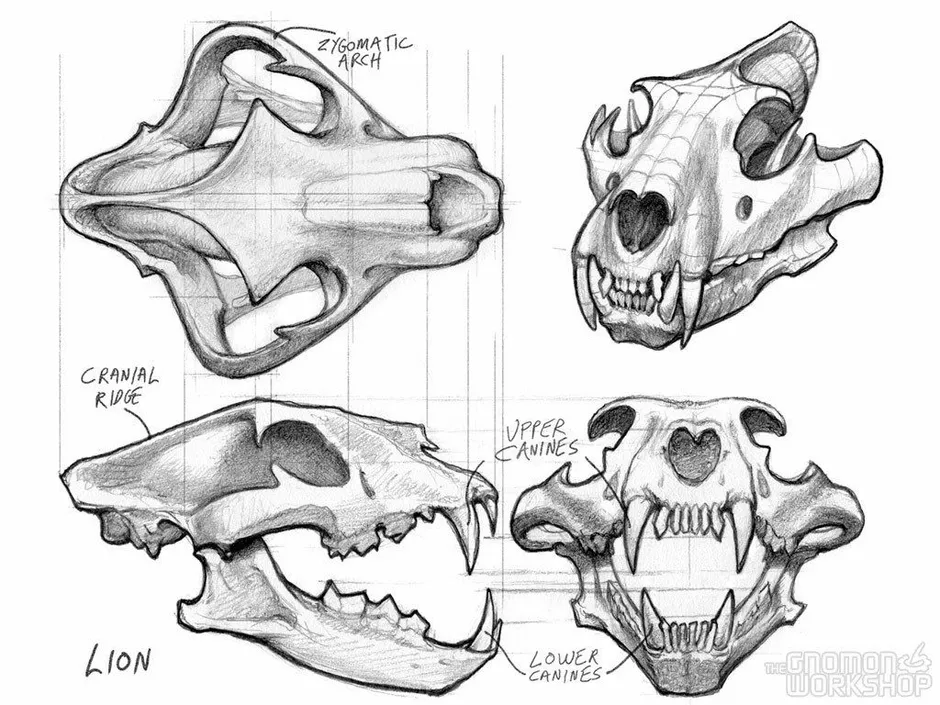 Череп собаки рисунок строение