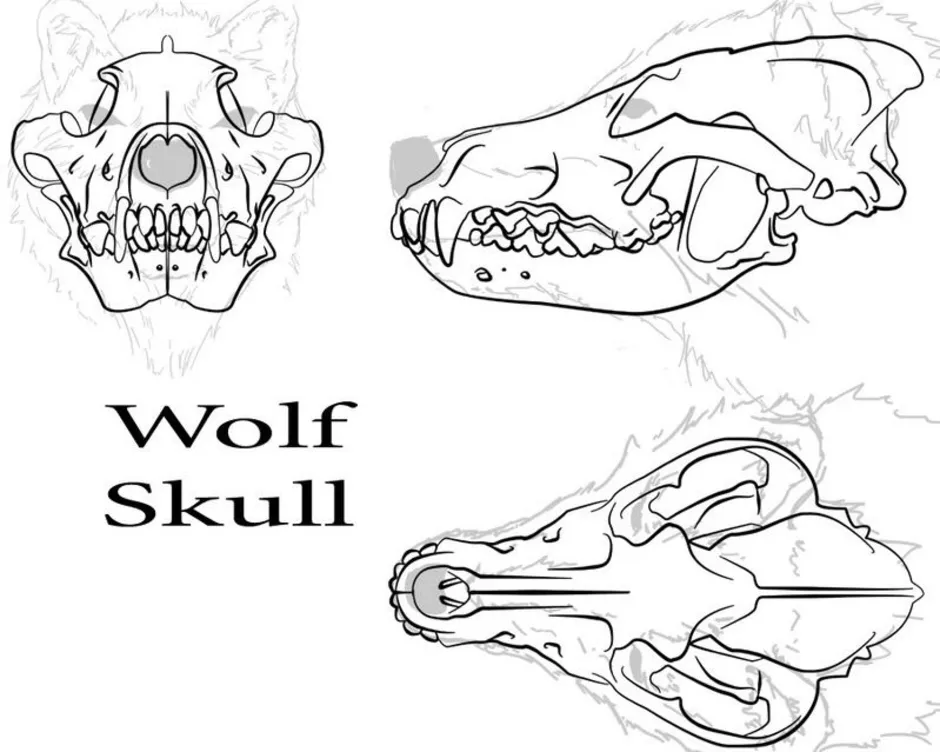 Как нарисовать череп волка