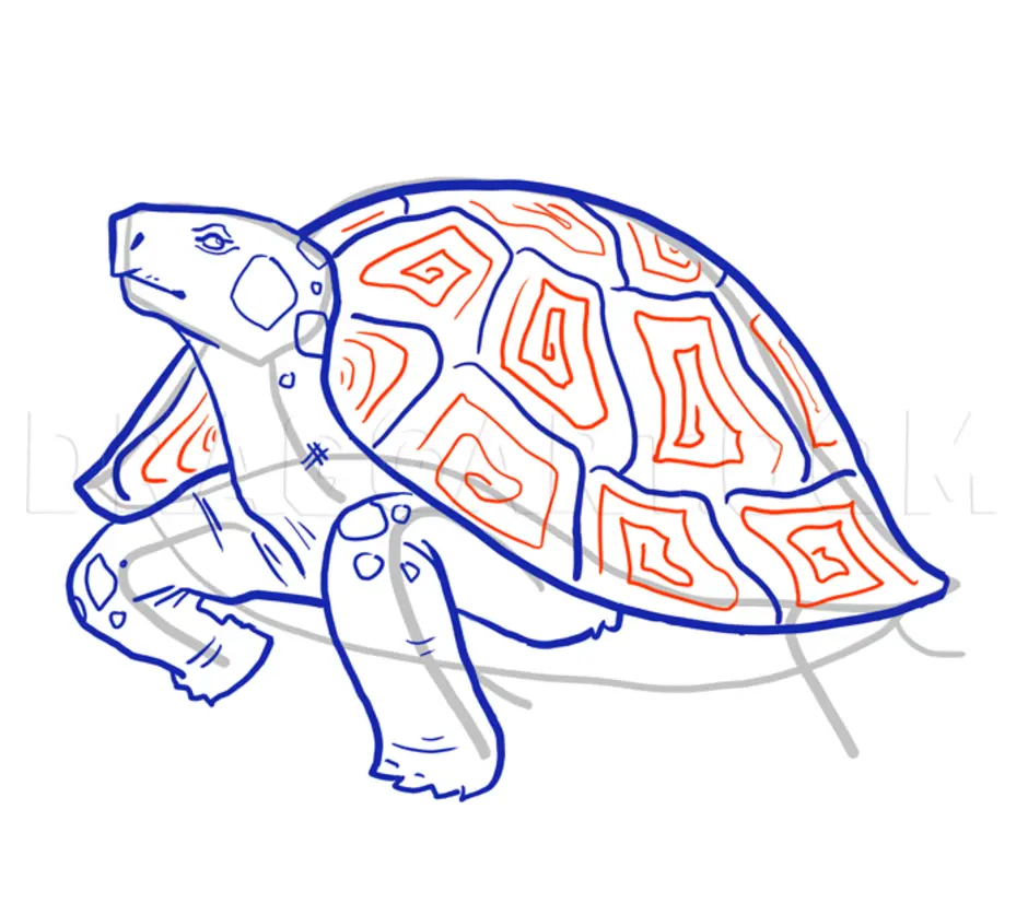 Turtle draw