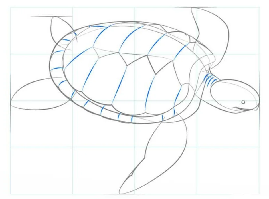 Черепаха нарисовать. Рисуем морскую черепаху. Поэтапное рисование черепахи. Этапы рисования черепахи. Черепаха поэтапное рисование для детей.