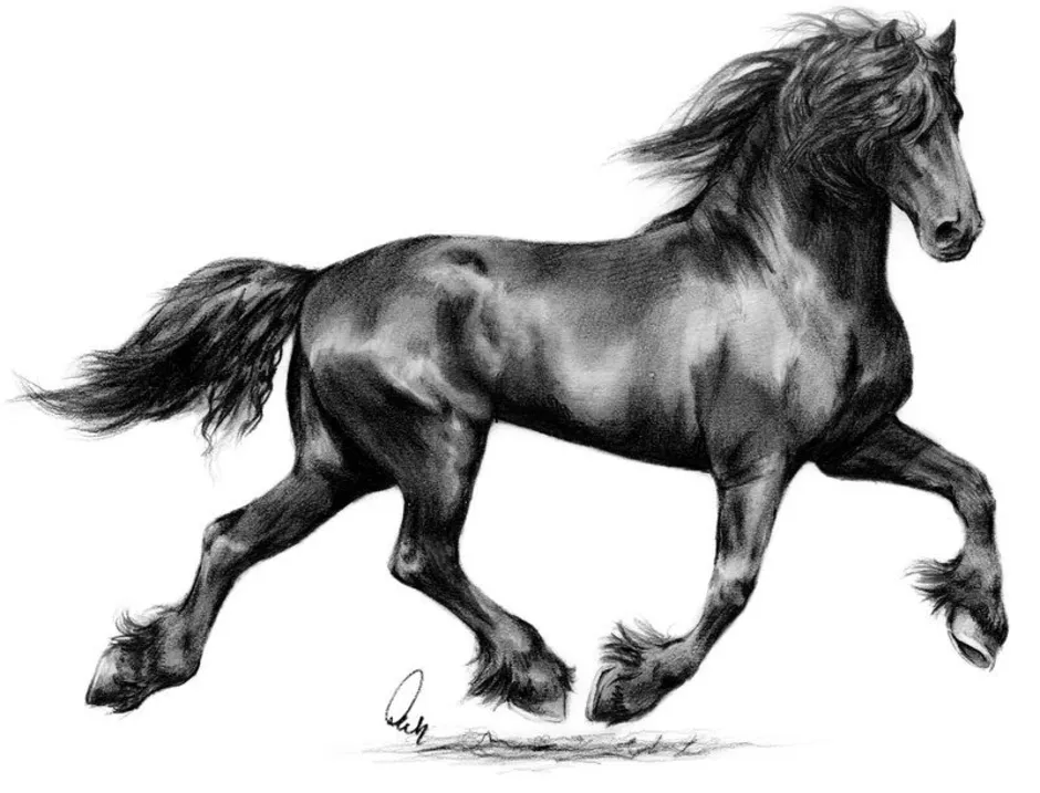 Лошадка черно белая. Лошадь рисунок. Черный конь. Картинки лошадей. Лошадка картинка.
