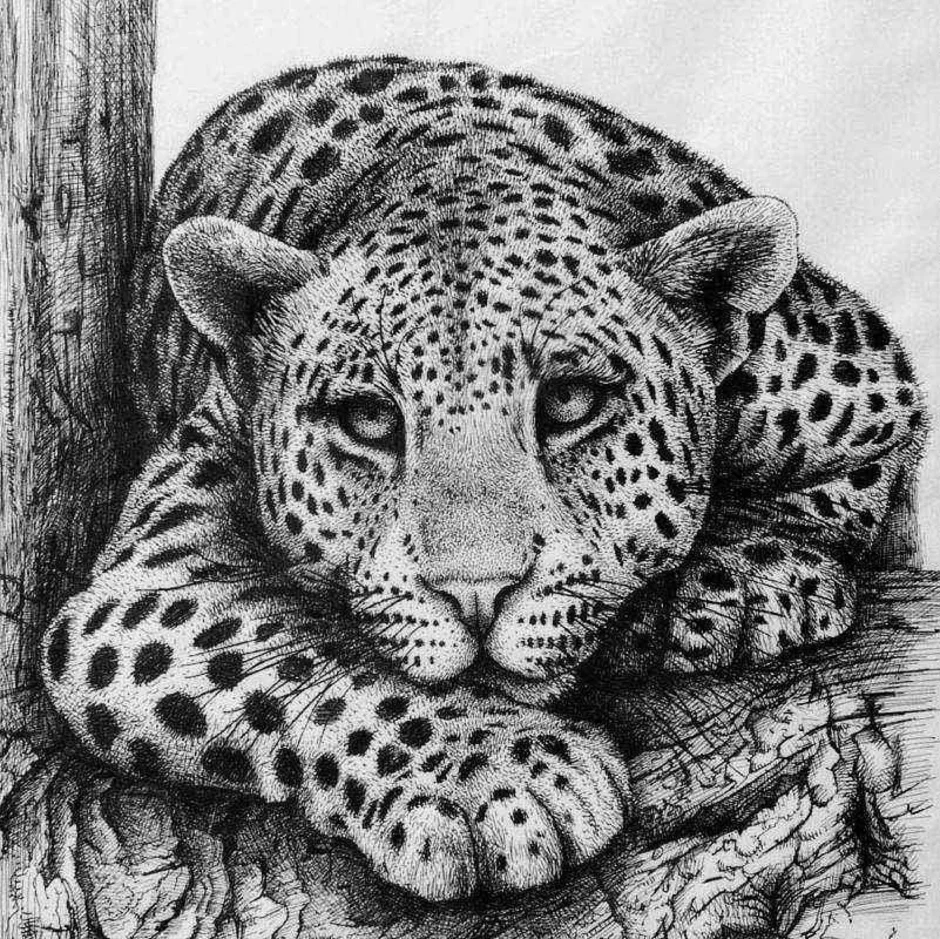 Животное графика рисунок. Животные рисунки. Леопард рисунок карандашом. Животные Графика. Черно белые рисунки животных.