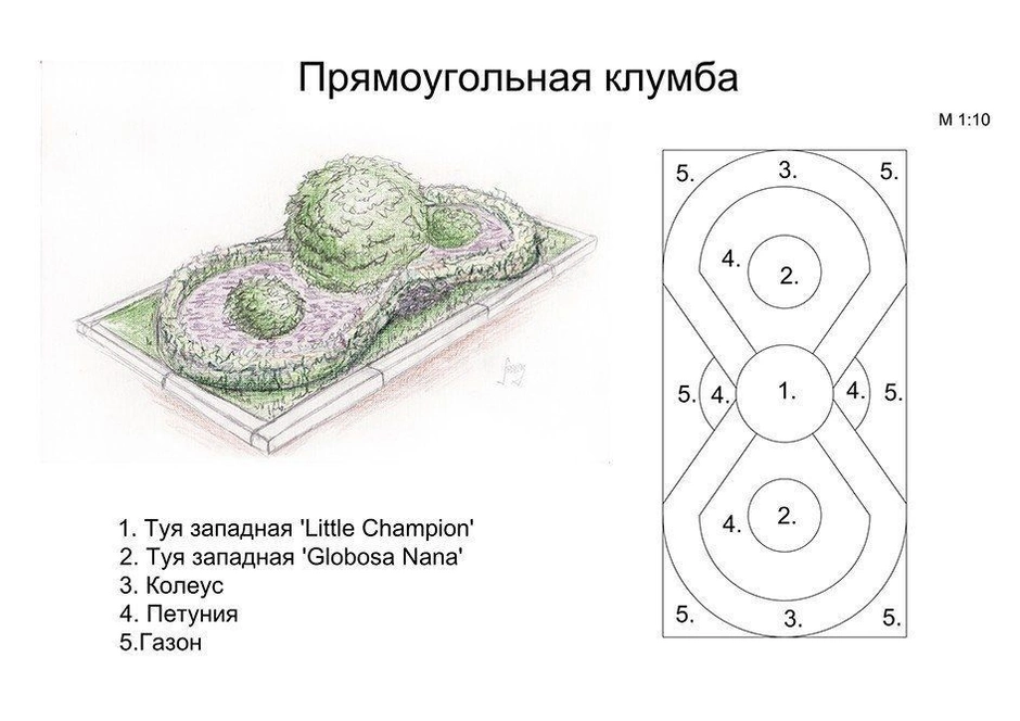 Эскиз оформления клумбы