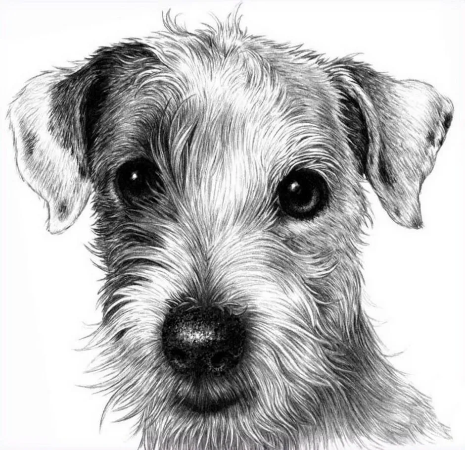 Рисунок собаки графика. Собака рисунок. Собака рисунок карандашом. Щенок рисунок. Собака Графика.