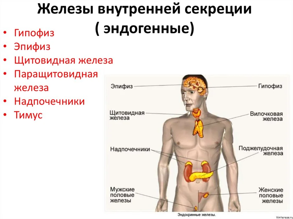 Железы внутренней секреции: гипофиз, надпочечники, щитовидная железа.