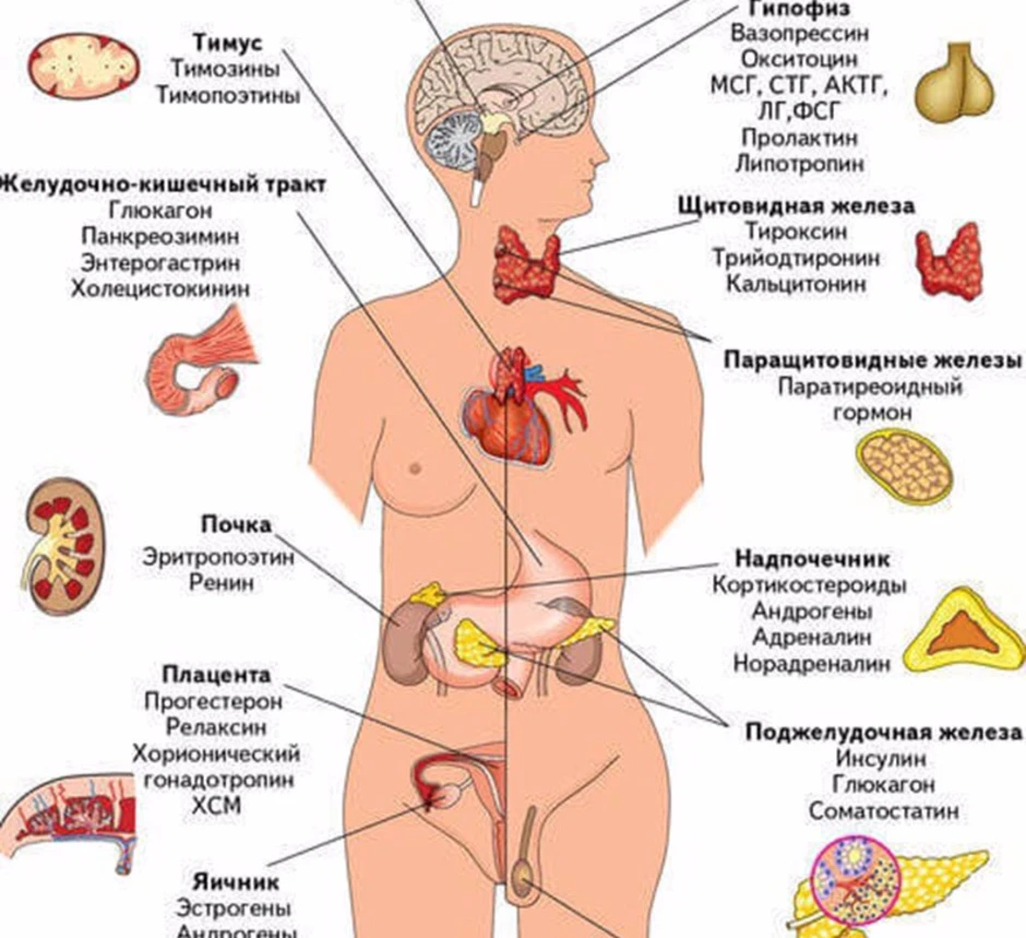Эндокринная система железы гормоны болезни