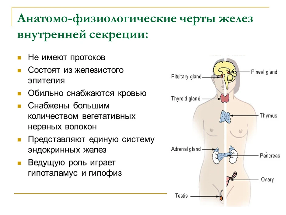 Функции эндокринная система железы внутренней секреции