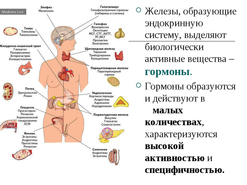 Эндокринная система человека железы