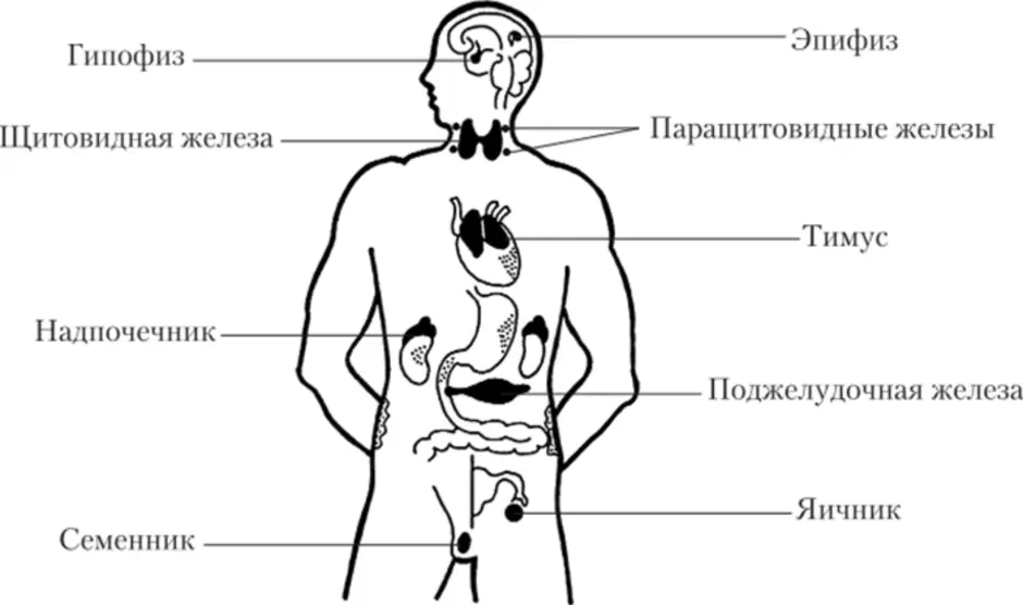 Органы эндокринной системы