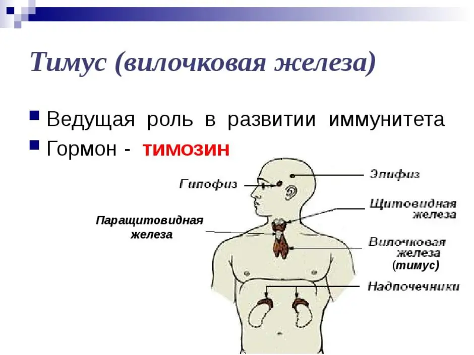 Тимус эндокринная железа