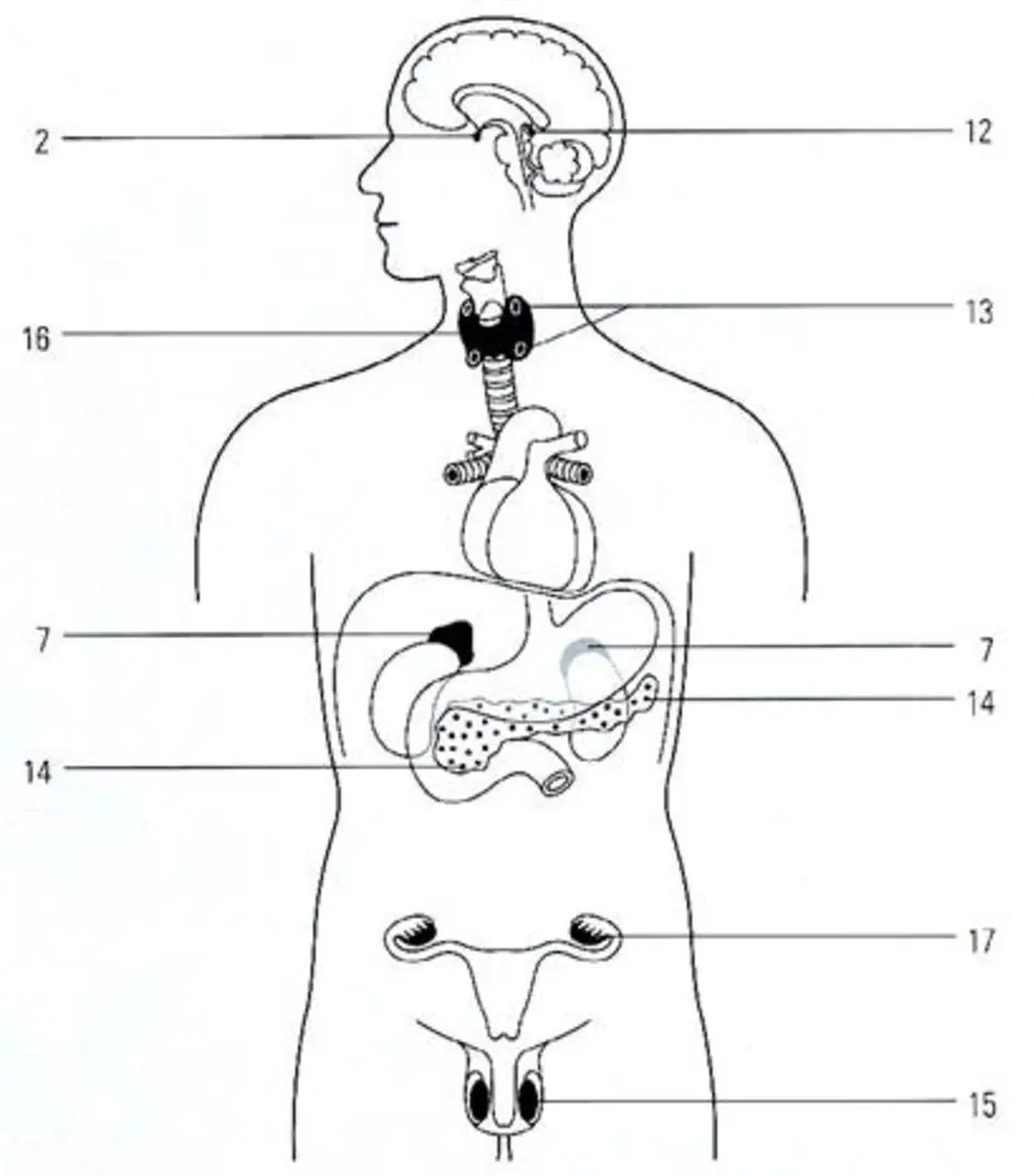 Схема расположения эндокринных желез человека