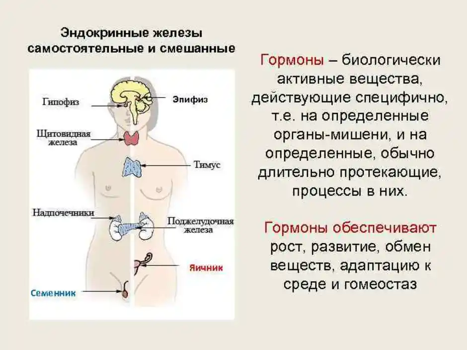 Гормоны эндокринной системы