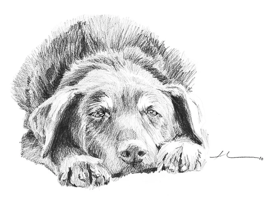 Памятник кусаки из рассказа кусака. Собака рисунок. Зарисовки собак. Собака рисунок карандашом. Эскиз собаки.