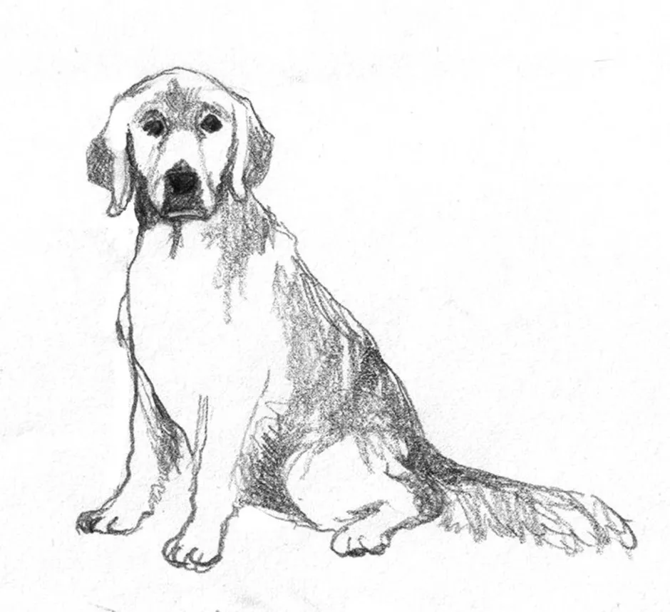 Рисунок собаки графика. Зарисовки животных. Зарисовки собак. Наброски домашних животных. Собака рисунок.