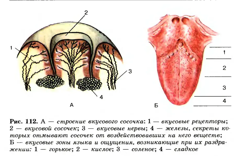 Язык рисунок с подписями