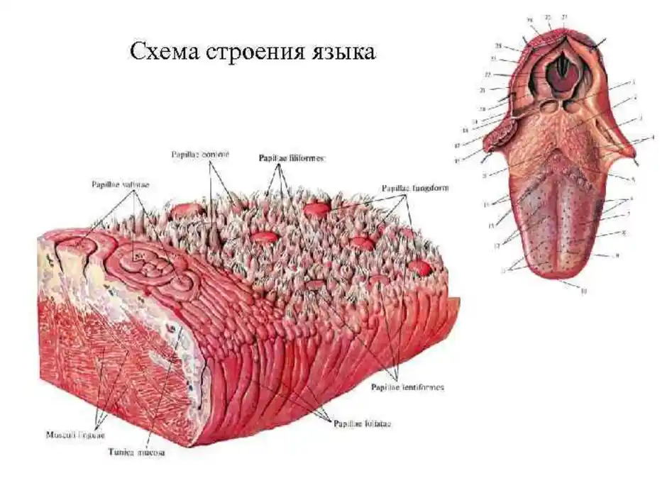 Слизистая оболочка органов. Язык строение анатомия сосочки. Строение языка вид сбоку. Строение языка у человека вид сбоку. Слизистая оболочка языка анатомия.