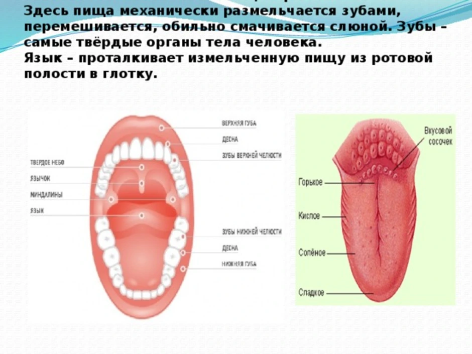Описание полости рта. Строение языка человека сбоку. Строение языка человека схема с описанием вид сбоку. Строение органов ротовой полости человека.