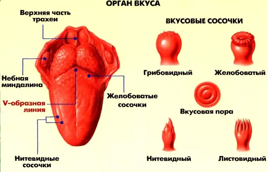 Какими цифрами на рисунке обозначены зоны языка которые воспринимают сладкий и горький вкусы