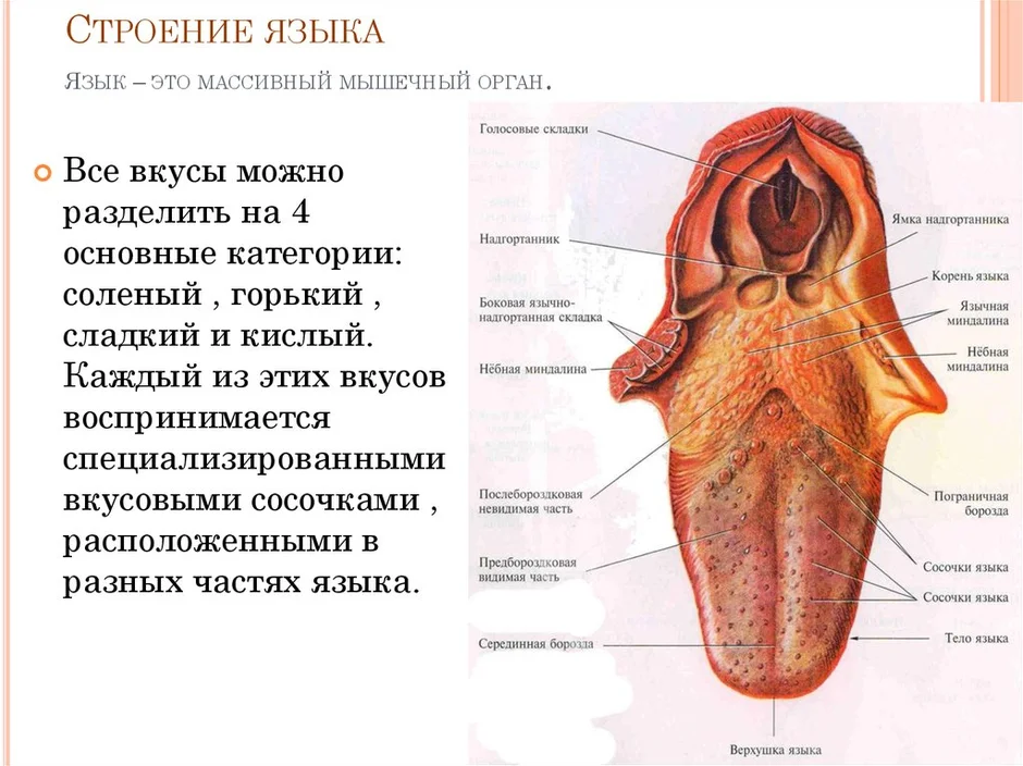 Язык строение рисунок