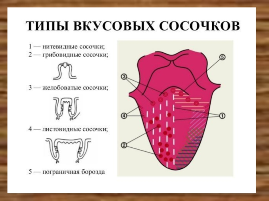 Дополни предложение зона языка отмеченная на рисунке цифрой 4 распознает