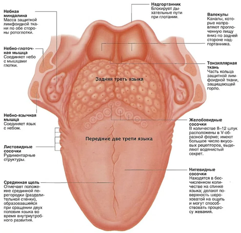 Строение языка человека схема с описанием и фото