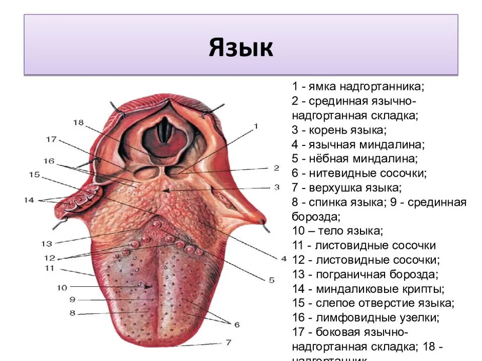 Язык рисунок с подписями