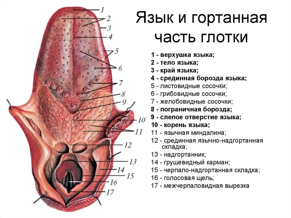 Строение языка человека рисунок