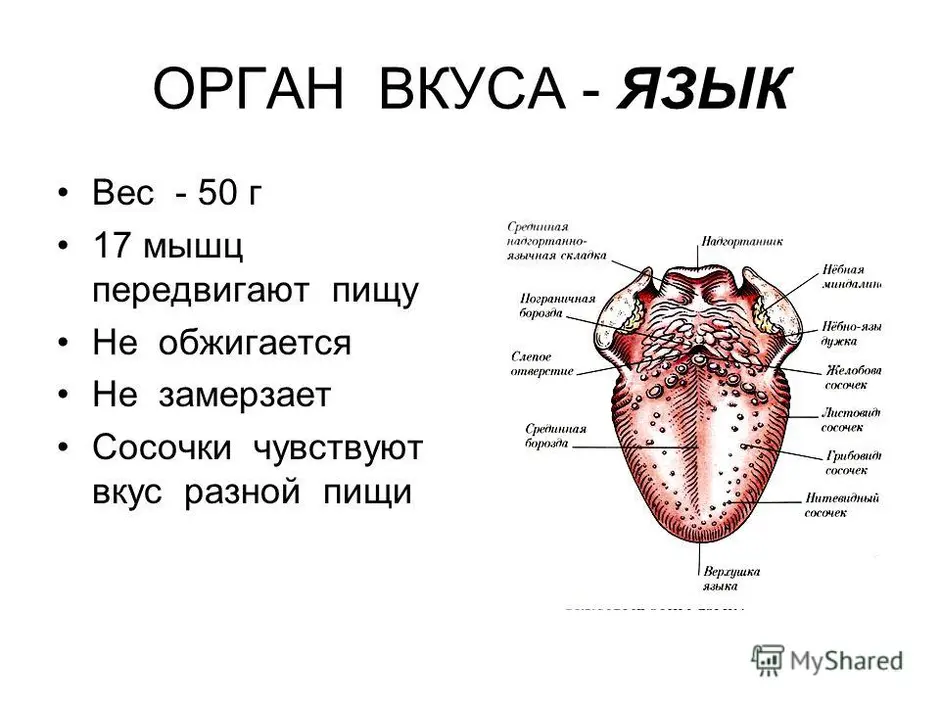 Язык орган вкуса презентация