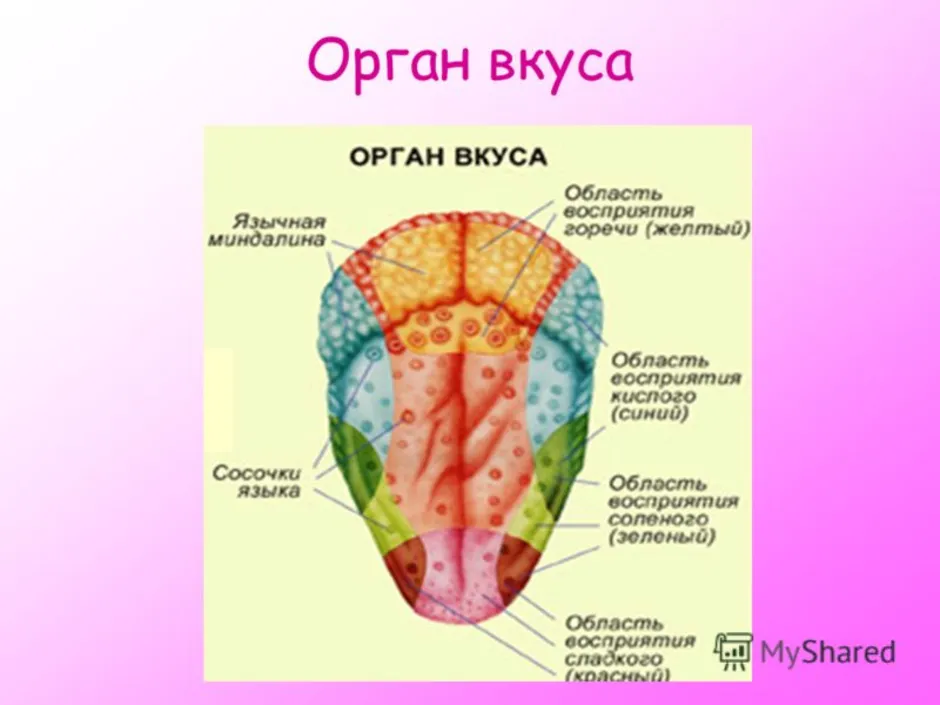 Особенности языка человека. Строение вкусового анализатора человека схема. Вкусовой анализатор строение анатомия. Язык строение функции рецепторы вкусового анализатора. Вкусовой анализатор 8 класс биология.